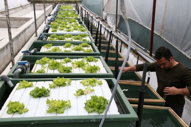 Aynı suda hem balık hem sebze üretiliyor 4