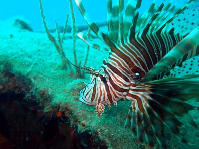İstilacı,  zehirli aslan balığı Akdeniz’i tehdit ediyor 3