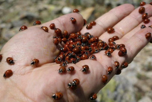 50 milyona yakın uğur böceği ile ilgi çekiyor: Uludaz Tepesi 1