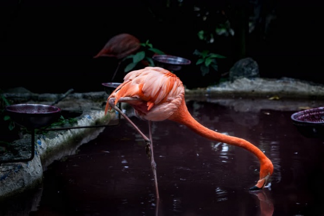 Kolombiya'da kaçakçılıktan kurtarılan hayvanlar 2