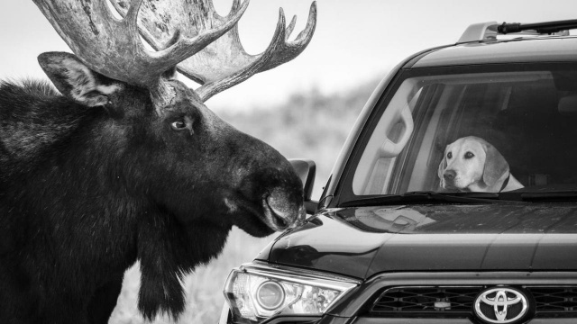 2020 'Yılın Doğa Fotoğrafları' belli oldu 1