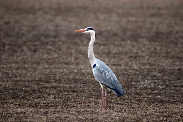 Göçmen kuşlar Ağrı Dağı'nı mesken tuttu 2