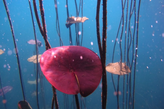 Antalyalı dalgıçlar suyun gözüne daldılar 1