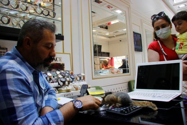 Binlerce liralık kasayı sincap koruyor 6