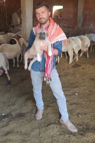 60 yıldır 'Çökelez Aslan'ı yetiştiriyorlar 6