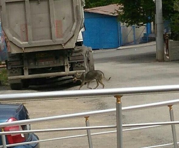 Mahalleli yakalamak için peşine düştü! Çocuk parkalarına da gidiyor 4