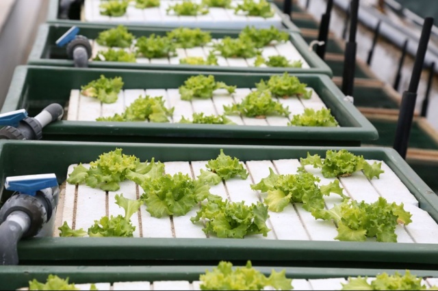 Aynı suda hem balık hem sebze üretiliyor 2