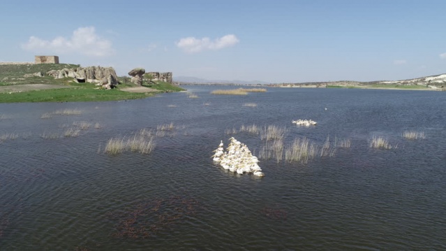 Frigya'nın yeni konukları "Pelikanlar" oldu 6