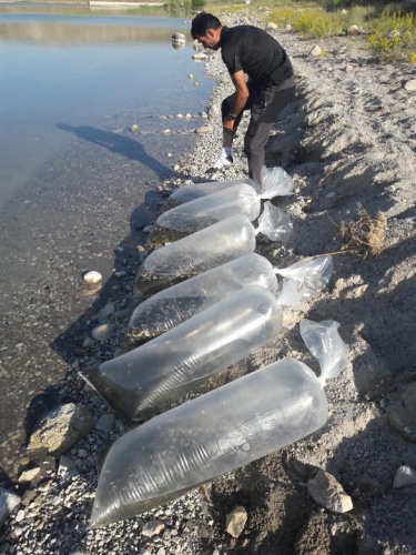 On binlerce yavru zaman göle bırakıldı 4