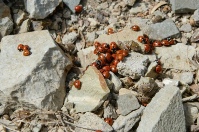 50 milyona yakın uğur böceği ile ilgi çekiyor: Uludaz Tepesi 5