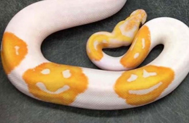 'Gülen yüz emojili' Kraliyet Pitonu 45 bin TL'ye satıldı 4