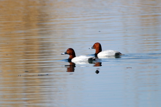 Göçmen kuşlar Ağrı Dağı'nı mesken tuttu 6