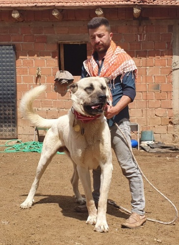 60 yıldır 'Çökelez Aslan'ı yetiştiriyorlar 9