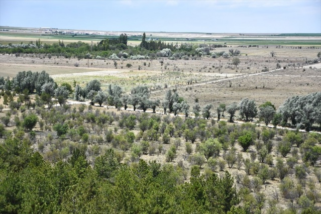 Dünyada ilk örnek: Yeşeren çöl Karapınar 5