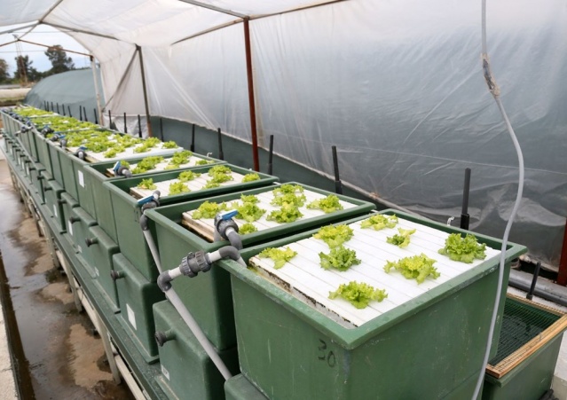 Aynı suda hem balık hem sebze üretiliyor 3