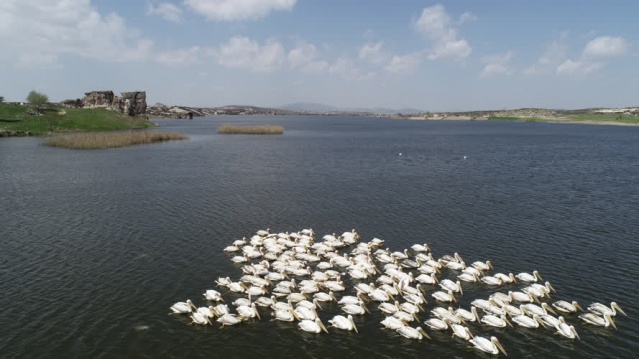 Frigya'nın yeni konukları "Pelikanlar" oldu 4