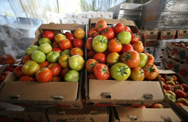 İsrail'in kararına tepki: Domates sapını tehdit gördüler 13