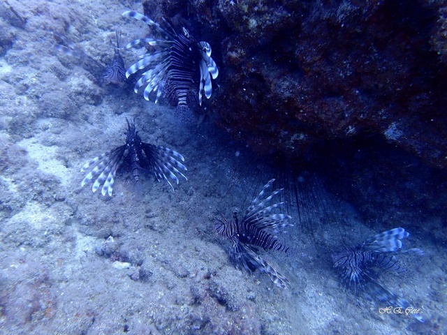 İstilacı,  zehirli aslan balığı Akdeniz’i tehdit ediyor 2