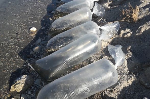 On binlerce yavru zaman göle bırakıldı 3