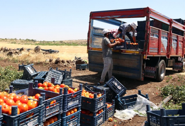 Kilisli çiftçiler,  Suriye pazarında yerini almak istiyor 5