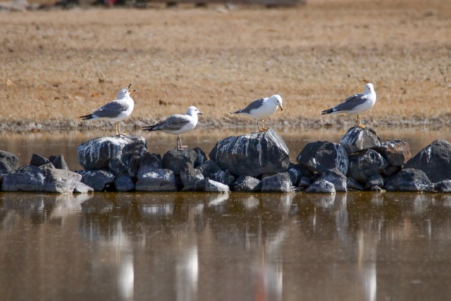 Göçmen kuşlar Ağrı Dağı'nı mesken tuttu 7