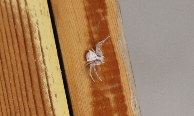 İnsan yüzlü örümcek Türkiye'de bir kez daha ortaya çıktı 1