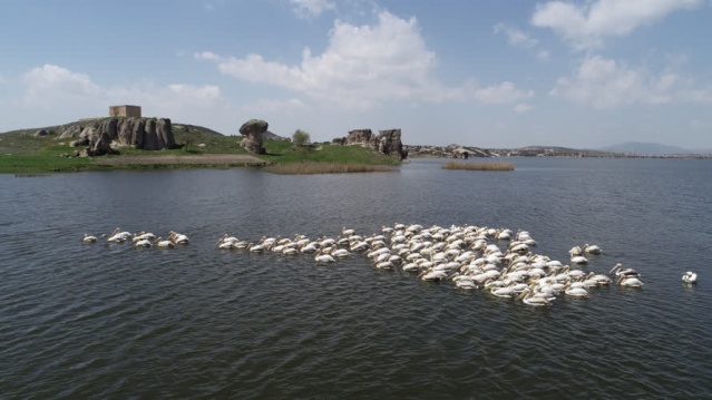 Frigya'nın yeni konukları "Pelikanlar" oldu 3
