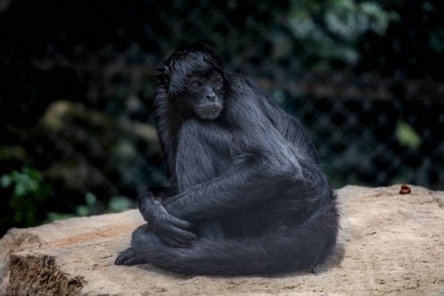 Kolombiya'da kaçakçılıktan kurtarılan hayvanlar 10