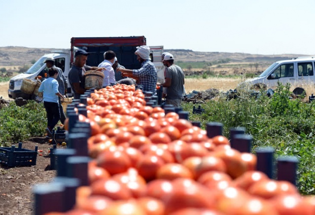 Kilisli çiftçiler,  Suriye pazarında yerini almak istiyor 6