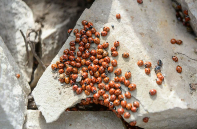 50 milyona yakın uğur böceği ile ilgi çekiyor: Uludaz Tepesi 6