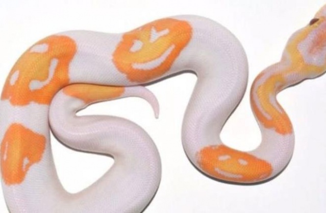 'Gülen yüz emojili' Kraliyet Pitonu 45 bin TL'ye satıldı 5