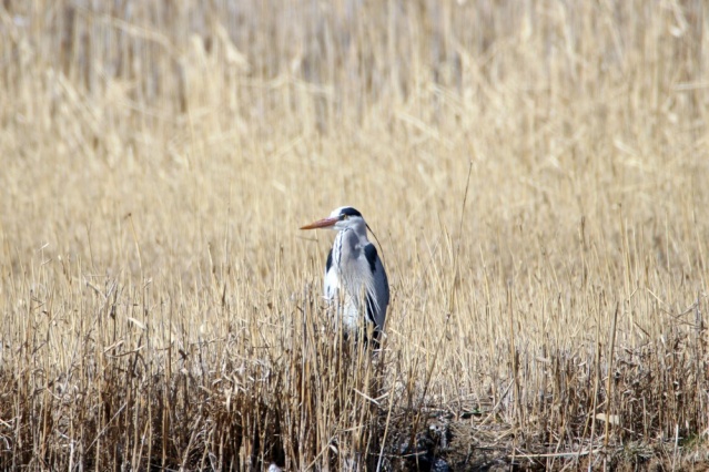 Göçmen kuşlar Ağrı Dağı'nı mesken tuttu 4