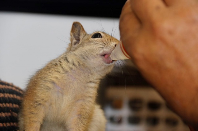 Binlerce liralık kasayı sincap koruyor 1