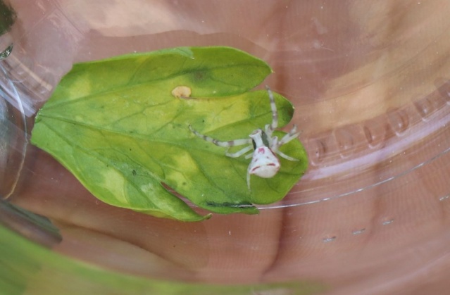 İnsan yüzlü örümcek Türkiye'de bir kez daha ortaya çıktı 11