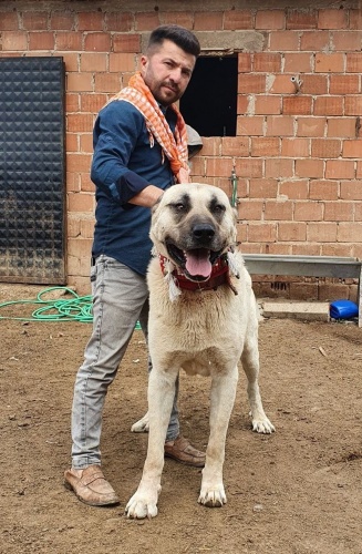 60 yıldır 'Çökelez Aslan'ı yetiştiriyorlar 7