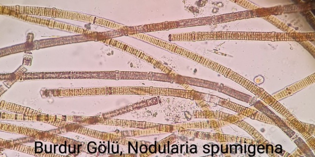 Burdur Gölü'nün rengi değişti 6