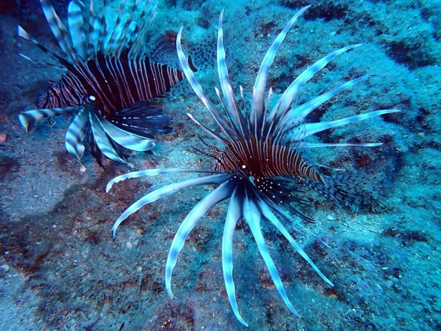 İstilacı,  zehirli aslan balığı Akdeniz’i tehdit ediyor 6