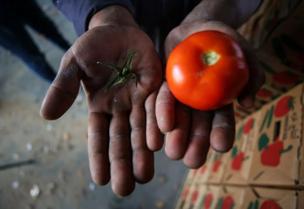 İsrail'in kararına tepki: Domates sapını tehdit gördüler 5