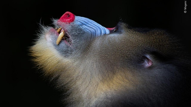 2020 'Yılın Doğa Fotoğrafları' belli oldu 8