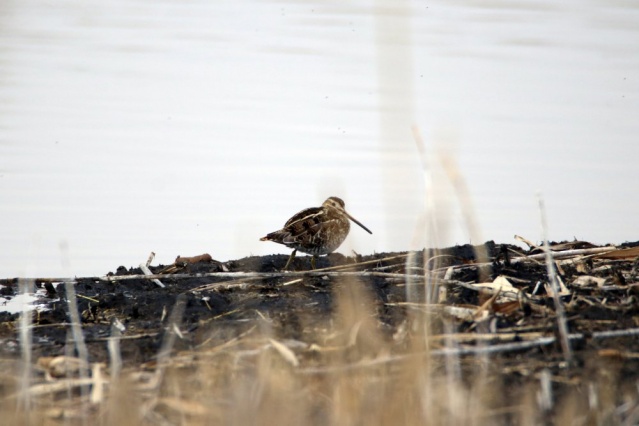 Göçmen kuşlar Ağrı Dağı'nı mesken tuttu 3