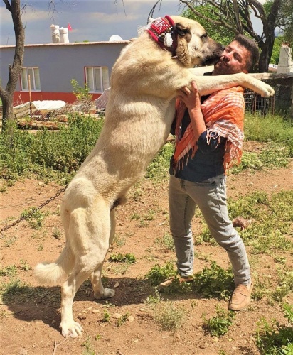 60 yıldır 'Çökelez Aslan'ı yetiştiriyorlar 1