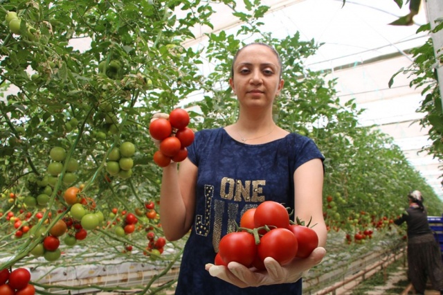 Topraksız tarım,  kadınlara iş kapısı oldu 1