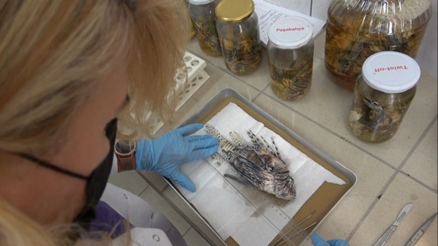 İstilacı,  zehirli aslan balığı Akdeniz’i tehdit ediyor 5