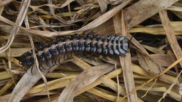 Düşen kaya ikiye ayrılınca ortaya çıktı! Dünyanın en büyük kırkayak fosili bulundu 5