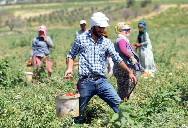 Kilisli çiftçiler,  Suriye pazarında yerini almak istiyor 7