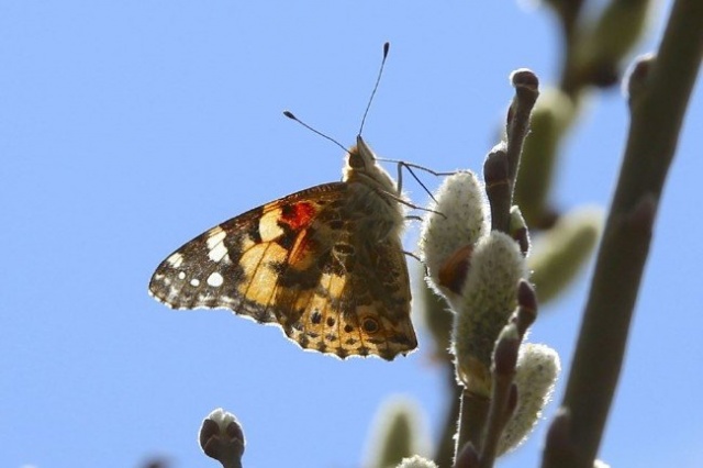 Ölen AA muhabirinden geriye bu fotoğraflar kaldı 4