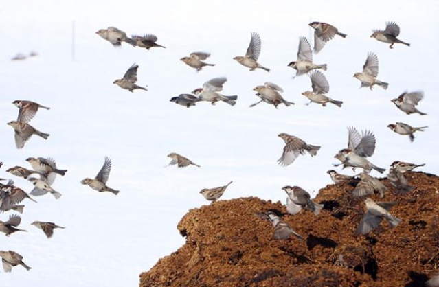 Bu köy adının hakkını veriyor: Evler,  ahırlar hatta ağaçlar bile kara gömüldü 5