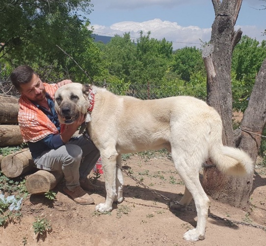 60 yıldır 'Çökelez Aslan'ı yetiştiriyorlar 8