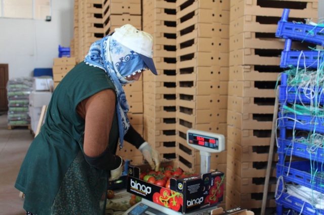 Topraksız tarım,  kadınlara iş kapısı oldu 4