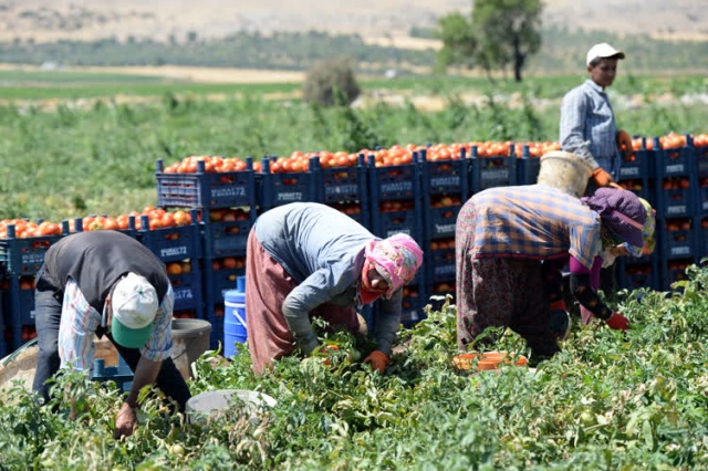 Kilisli çiftçiler,  Suriye pazarında yerini almak istiyor 8